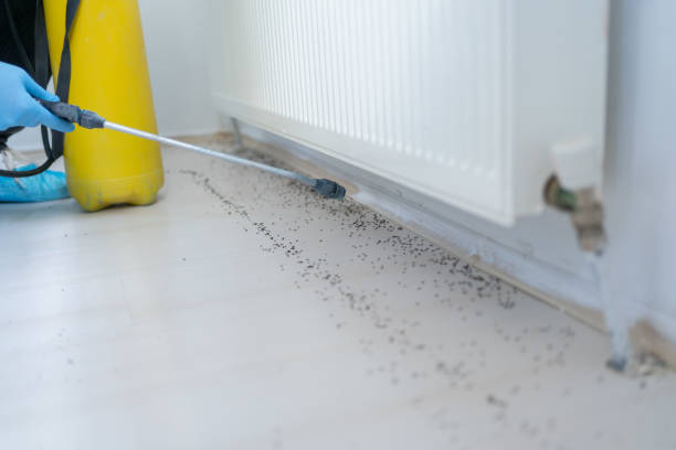 Best Mosquito Control Services  in Manahawkin, NJ